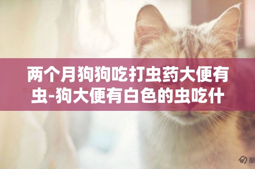 兩個月狗狗吃打蟲藥大便有蟲-狗大便有白色的蟲吃什么藥