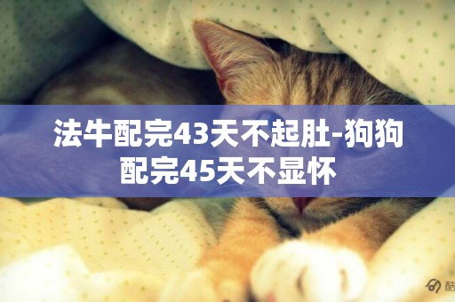 法牛配完43天不起肚-狗狗配完45天不顯懷