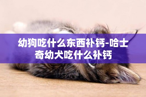幼狗吃什么東西補鈣-哈士奇幼犬吃什么補鈣