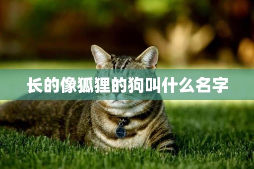 長的像狐貍的狗叫什么名字