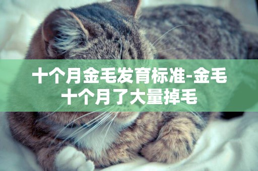 十個月金毛發育標準-金毛十個月了大量掉毛