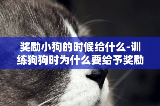 獎勵小狗的時候給什么-訓練狗狗時為什么要給予獎勵