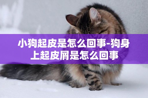 小狗起皮是怎么回事-狗身上起皮屑是怎么回事