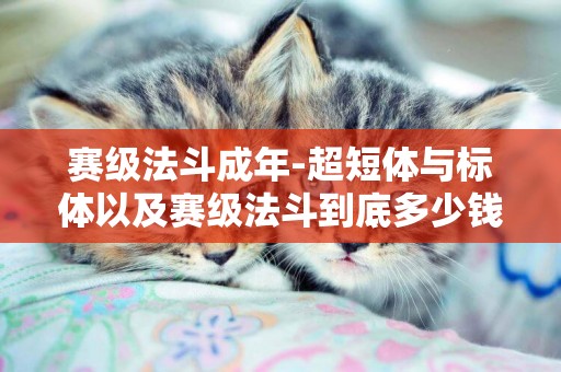 賽級法斗成年-超短體與標體以及賽級法斗到底多少錢