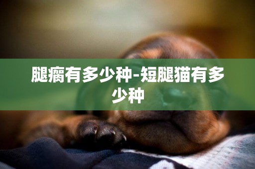 腿瘸有多少種-短腿貓有多少種