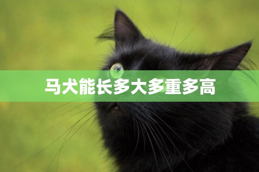 馬犬能長多大多重多高