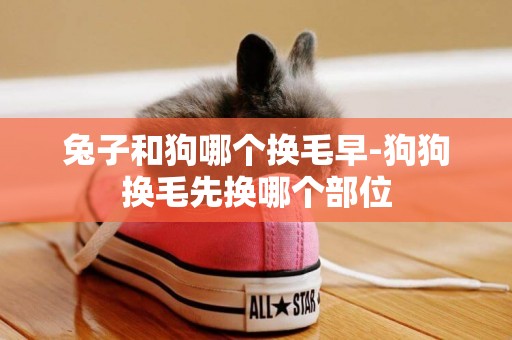 兔子和狗哪個換毛早-狗狗換毛先換哪個部位