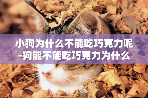 小狗為什么不能吃巧克力呢-狗能不能吃巧克力為什么