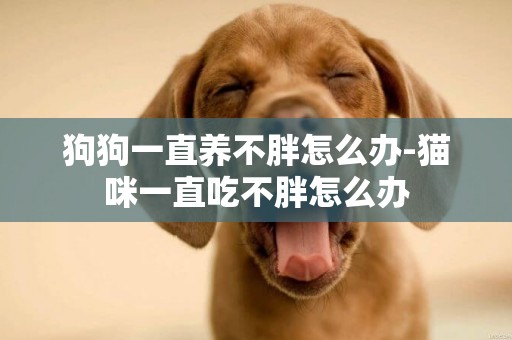狗狗一直養不胖怎么辦-貓咪一直吃不胖怎么辦