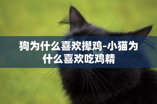 狗為什么喜歡攆雞-小貓為什么喜歡吃雞精