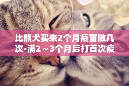 比熊犬買來2個月疫苗做幾次-滿2～3個月后打首次疫苗