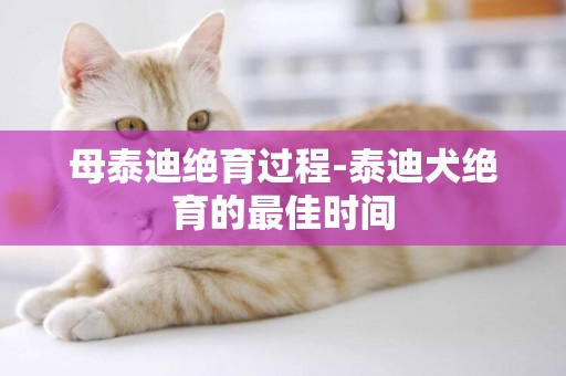 母泰迪絕育過程-泰迪犬絕育的最佳時間