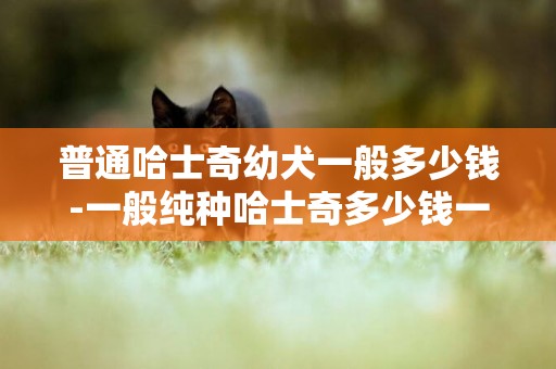 普通哈士奇幼犬一般多少錢-一般純種哈士奇多少錢一只