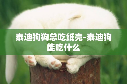 泰迪狗狗總吃紙殼-泰迪狗能吃什么