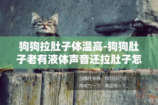 狗狗拉肚子體溫高-狗狗肚子老有液體聲音還拉肚子怎么辦