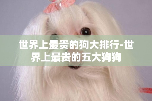 世界上最貴的狗大排行-世界上最貴的五大狗狗