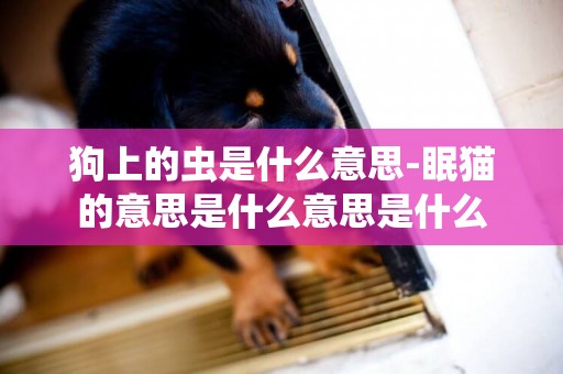 狗上的蟲是什么意思-眠貓的意思是什么意思是什么