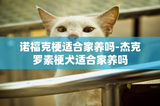 諾福克梗適合家養嗎-杰克羅素梗犬適合家養嗎