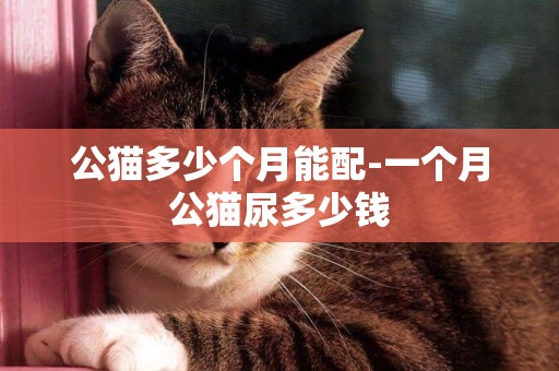 公貓多少個月能配-一個月公貓尿多少錢