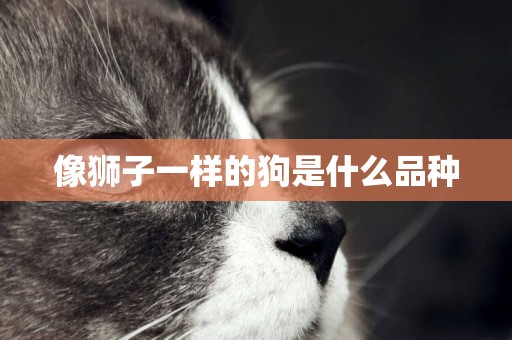 像獅子一樣的狗是什么品種