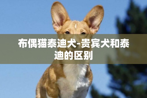 布偶貓泰迪犬-貴賓犬和泰迪的區別