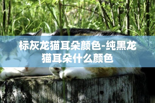 標灰龍貓耳朵顏色-純黑龍貓耳朵什么顏色