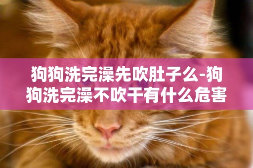 狗狗洗完澡先吹肚子么-狗狗洗完澡不吹干有什么危害