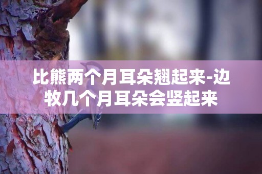 比熊兩個月耳朵翹起來-邊牧幾個月耳朵會豎起來