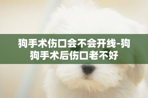 狗手術傷口會不會開線-狗狗手術后傷口老不好