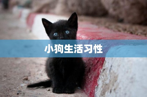 小狗生活習性