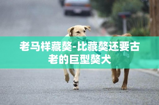 老馬樣藏獒-比藏獒還要古老的巨型獒犬