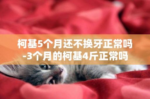 柯基5個月還不換牙正常嗎-3個月的柯基4斤正常嗎