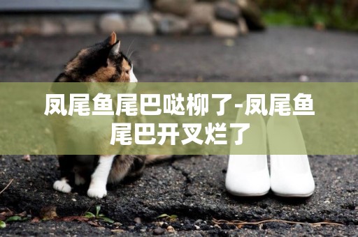 鳳尾魚尾巴噠柳了-鳳尾魚尾巴開叉爛了