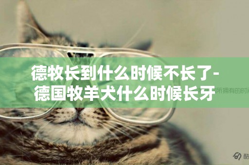 德牧長到什么時候不長了-德國牧羊犬什么時候長牙