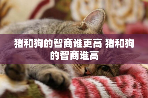 豬和狗的智商誰更高 豬和狗的智商誰高