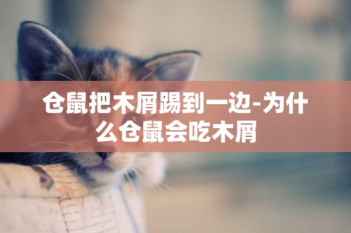 倉鼠把木屑踢到一邊-為什么倉鼠會吃木屑