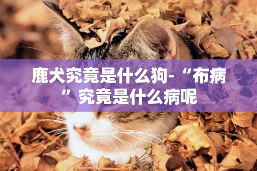 鹿犬究竟是什么狗-“布病”究竟是什么病呢