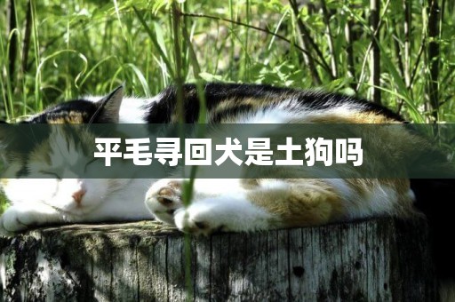 平毛尋回犬是土狗嗎