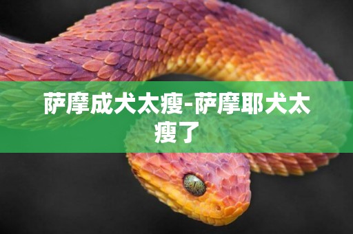 薩摩成犬太瘦-薩摩耶犬太瘦了