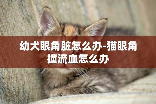 幼犬眼角臟怎么辦-貓眼角撞流血怎么辦
