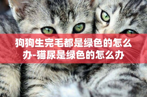 狗狗生完毛都是綠色的怎么辦-貓尿是綠色的怎么辦