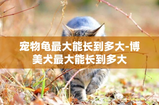 寵物龜最大能長到多大-博美犬最大能長到多大