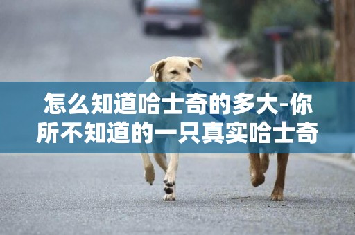 怎么知道哈士奇的多大-你所不知道的一只真實哈士奇