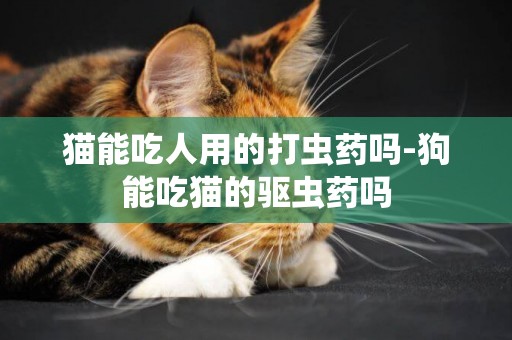 貓能吃人用的打蟲藥嗎-狗能吃貓的驅蟲藥嗎