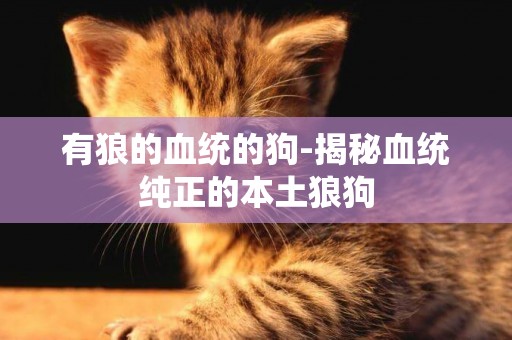 有狼的血統的狗-揭秘血統純正的本土狼狗