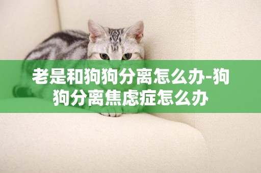 老是和狗狗分離怎么辦-狗狗分離焦慮癥怎么辦
