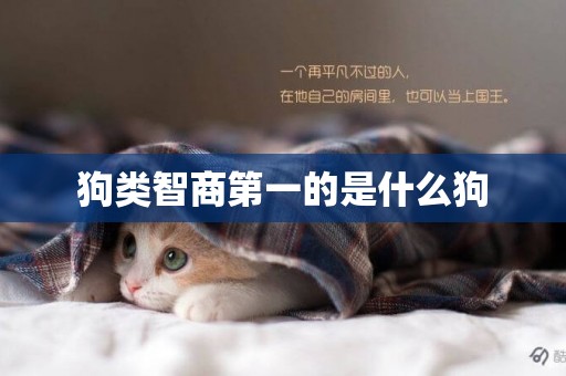 狗類智商第一的是什么狗