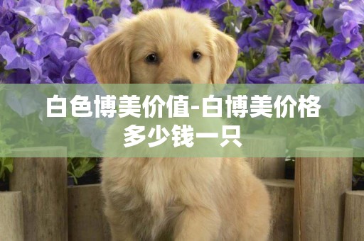 白色博美價值-白博美價格多少錢一只