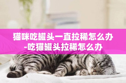 貓咪吃罐頭一直拉稀怎么辦-吃貓罐頭拉稀怎么辦