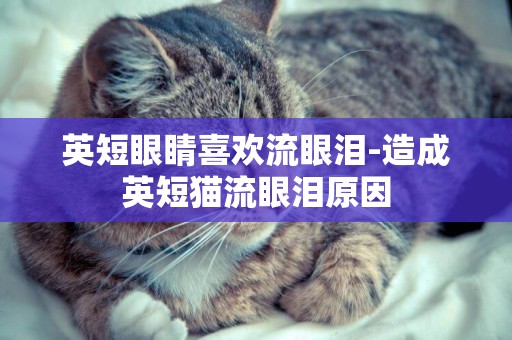 英短眼睛喜歡流眼淚-造成英短貓流眼淚原因